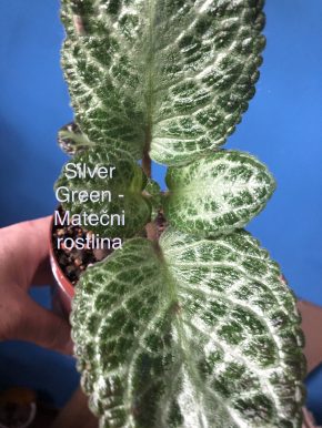 Episcia Silver Green - čerstvý řizek