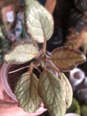 Episcia Silver Skies - rostlina