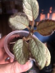 IMG_3985.jpeg