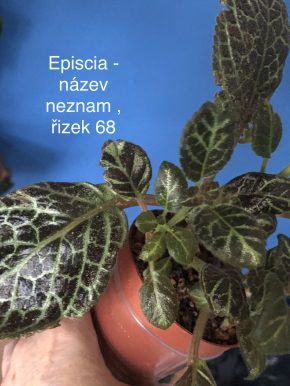 Episcia - čerstvý řizek