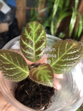 Episcia   Karlyn - rostlina