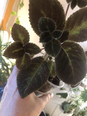 Episcia Emerald Velvet - čerstvý řizek