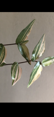 Tradescantia Gibasis Pellucida variegata -(1kus) čerstvý řizek