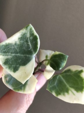 Senecio Mikanioides Variegata - řizek s kořeni