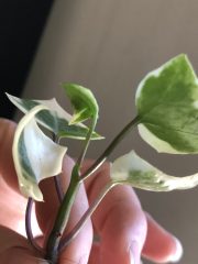 IMG_3803.jpeg