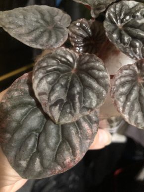 Peperomia Apricot - list k zakořeněni