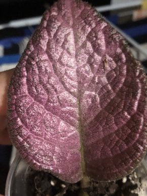 Episcia Show Time - čerstvý řizek