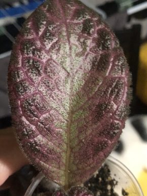 Episcia Lilak Clouds - čerstvý řizek