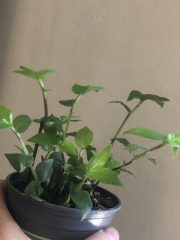 IMG_4008.jpeg