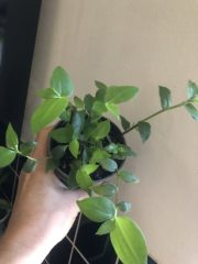 IMG_4006.jpeg