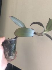 IMG_4011.jpeg