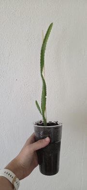 Dračí ovoce / Pitahaya červená