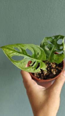 Monstera monkey mask / Adansonii