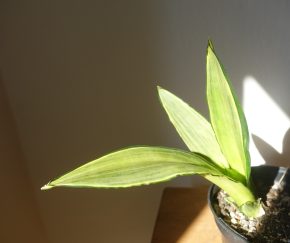 Tchynin jazyk, Sansevieria cv. Silver Spears