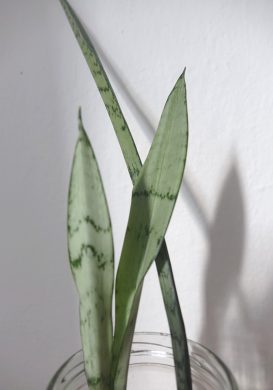 Tchynin jazyk, Sansevieria trifasciata cv. Silver Princess