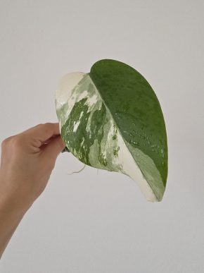 Monstera Deliciosa albo variegata