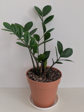 Zamioculcas (Kulkas zamiolistý, Zamiokulkas)