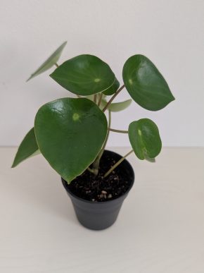 Peperomia polybotrya Raindrop (Pepřinec) - baby