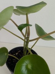 PXL_20260628_150203784~2.jpg