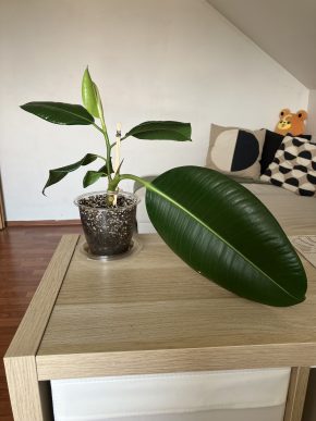 Ficus elastica robusta