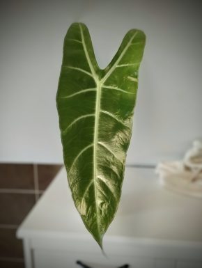 Hlíza Alocasia Longiloba Lowii Complex