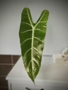 Hlíza Alocasia Longiloba Lowii Complex