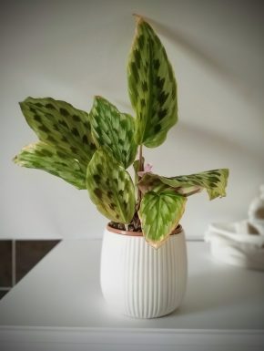 Kaempferia Elegans 'Silver Spot'