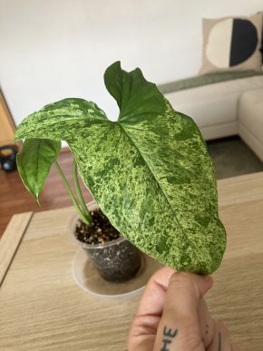 Syngonium mojito / mottled baby