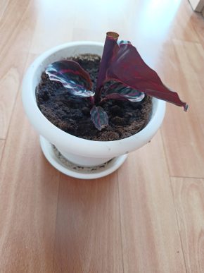Calathea Fusion White a Calathea Roseopicta Dottie