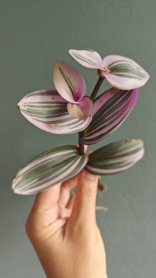 Tradescantia Nanouk / voděnka - zakořeněný řízek