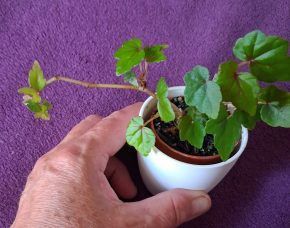 Begonie Richardiana