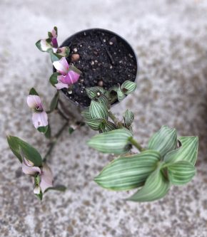 Tradescantia + calisie