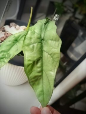 Hlíza Alocasia Heterophylla Silver