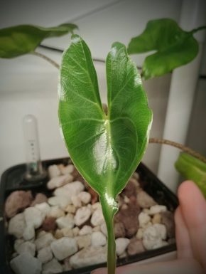 Hlíza Alocasia Stingray