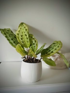 Kaempferia Elegans 'Silver Spot'