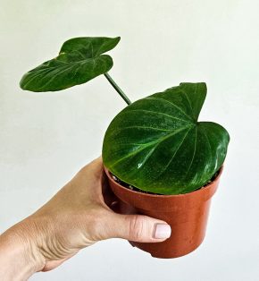 Philodendron gloriosum zebra