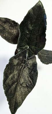 Alocasia antoro velvet
