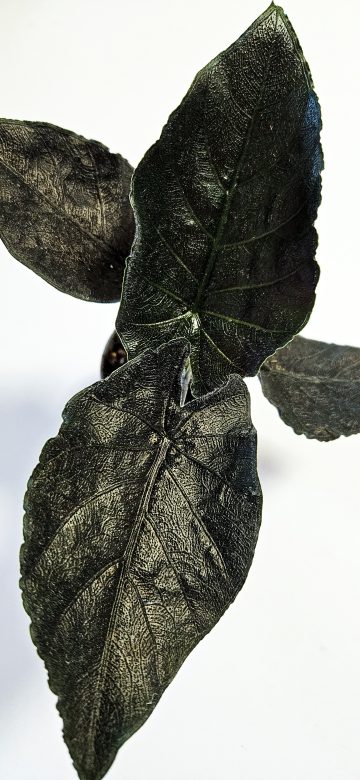 20241003_154344.jpg