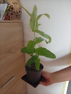 Eucalyptus globulus
