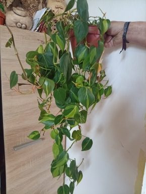Philodendron brazil