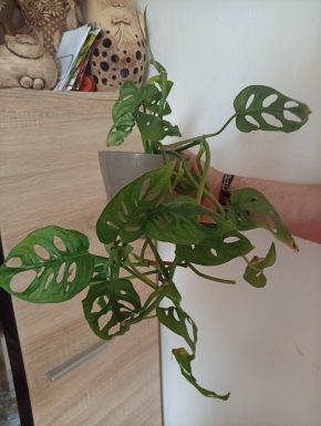 Monstera monkey mask
