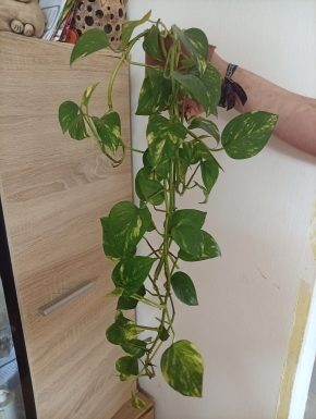 Epipremnum