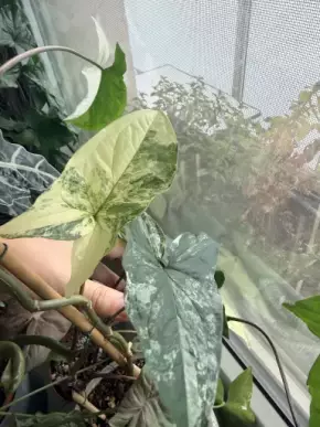 Syngonium podophyllum REVERTED Albo
