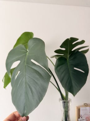 Monstera