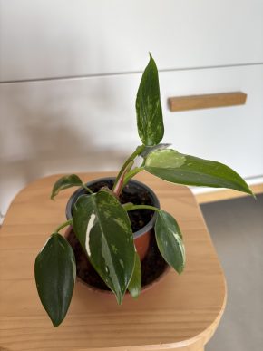 Philodendron White Princess