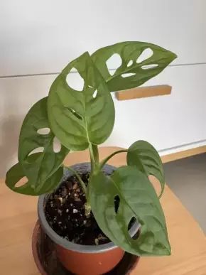 Monstera Adansonii - Monkey Mask