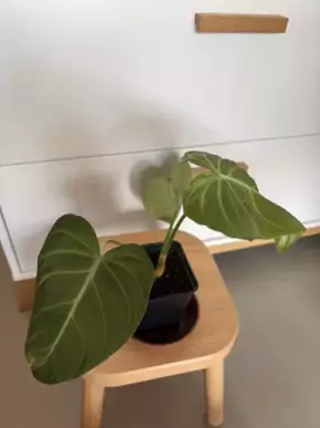 Philodendron Glorious