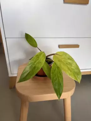 Philodendron Painted Lady