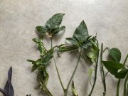 IMG_2784.jpeg