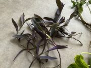 IMG_2786.jpeg